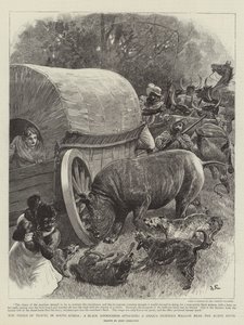 Los peligros del viaje en Sudáfrica, un rinoceronte negro atacando el carro de un cazador Griqua cerca del río Bubye